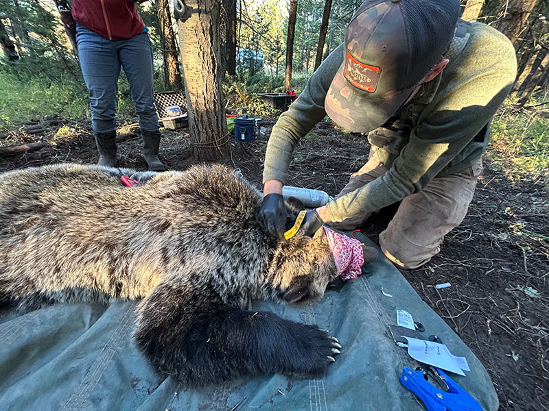 Collaring study An anesthetized grizzly bear lies on a tarp as biologists work on it.
