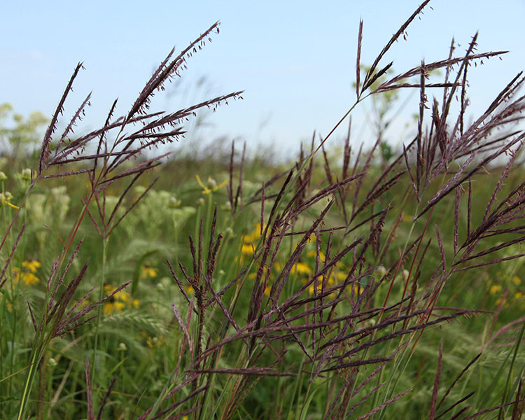 Grasses in the foreground of a prairie.