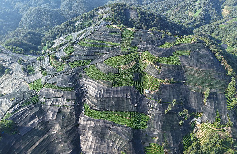 A landscape photo shows terraced tea fields with some parts covered by black shades.
