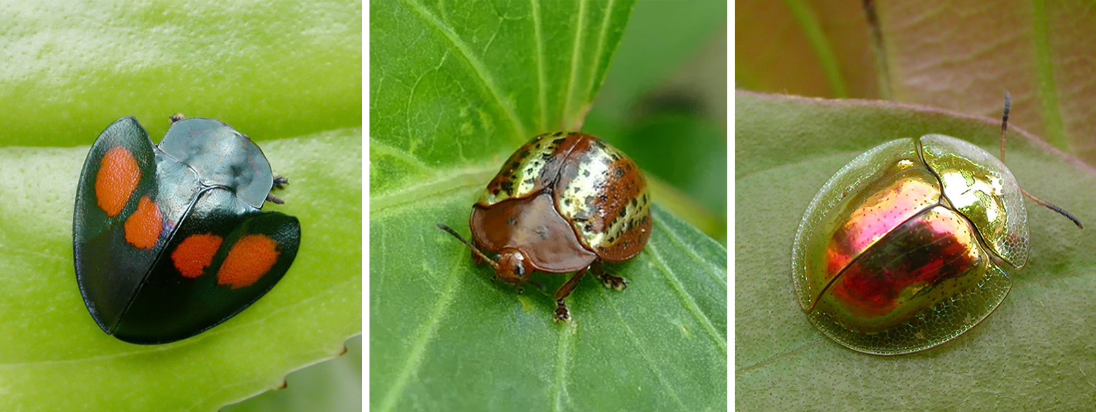 Three photos show small, round, flying insects perched on green leaves.