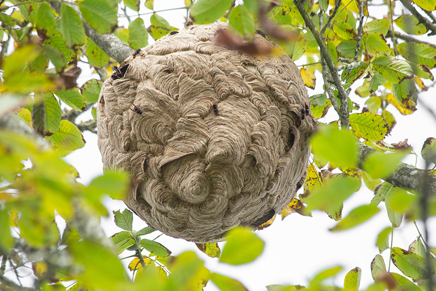 A photo shows a large, cardboard-colored nest hanging from the limb of a tree. A few large hornets crawl from an opening on the side.