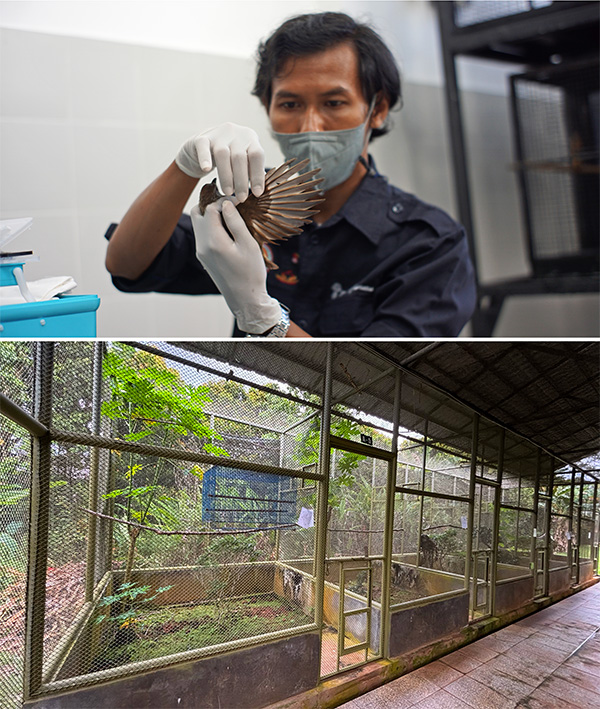 Birds at the sanctuary A man with a medical mask inspects a bird’s wing (top); large aviaries filled with greenery in the open air (bottom).