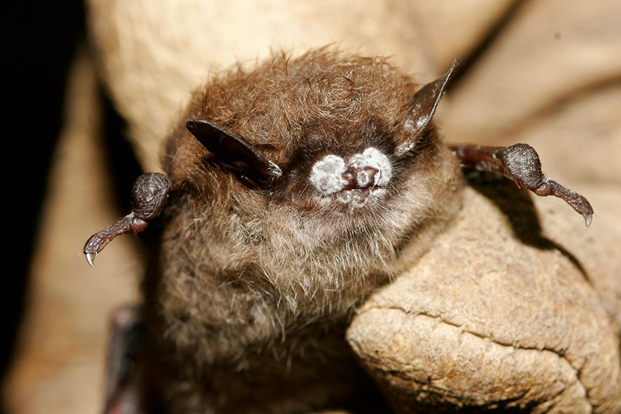 Fungus spread thanks to helpful virus A little brown bat has white fuzzy fungus on its nose.