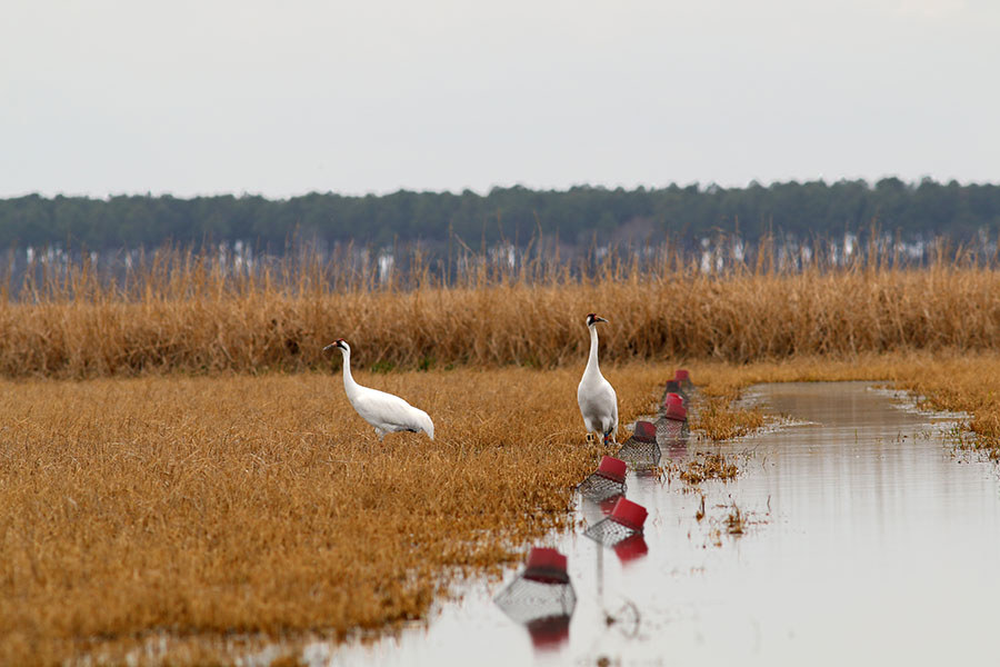 Whooping cranes Two large white cranes stand in rice stubble in a field flooded with water. There are red and white buoys in the water.