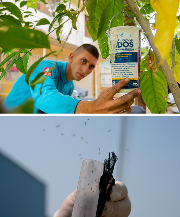 Photo of a man checking some mosquitoes carrying Wolbachia bacteria.
