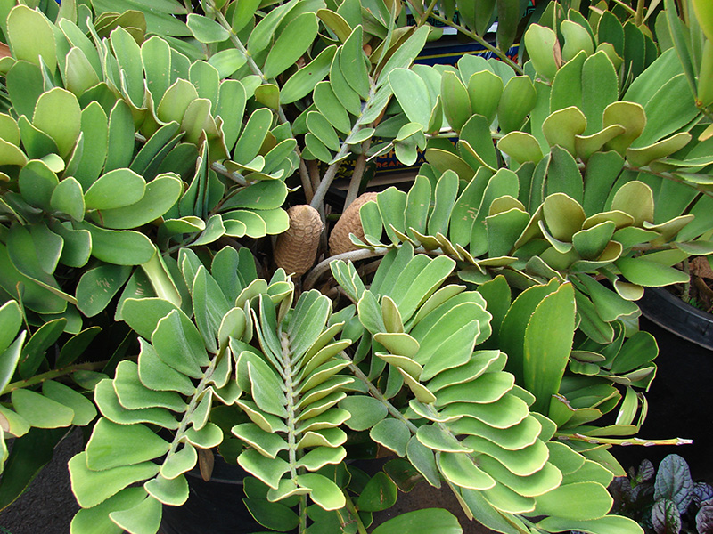 Push-pull cycad A large, green cycad with pinnate leaves and two large cones at its center.