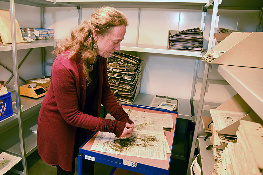 Dahlem Seed Bank drying room Photograph of a woman in a red sweater in a room with shelves. She’s handing plant material on a small table.