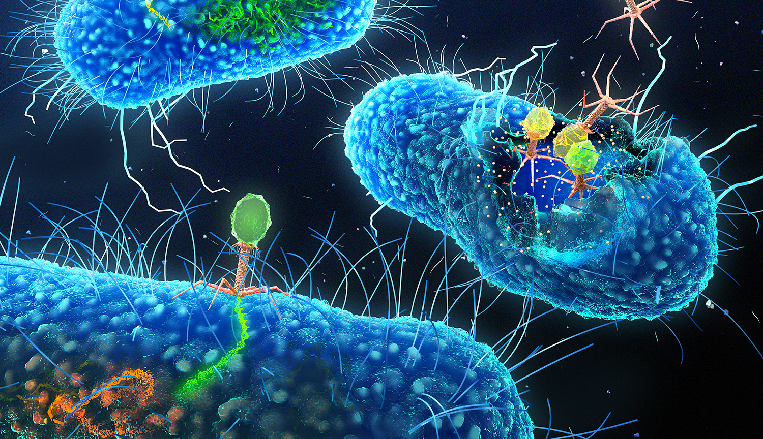 Conceptual illustration. Polygonal bacteriophages inject their nucleic acid into one bacterium; elsewhere, new phages pop out of another bacterium.