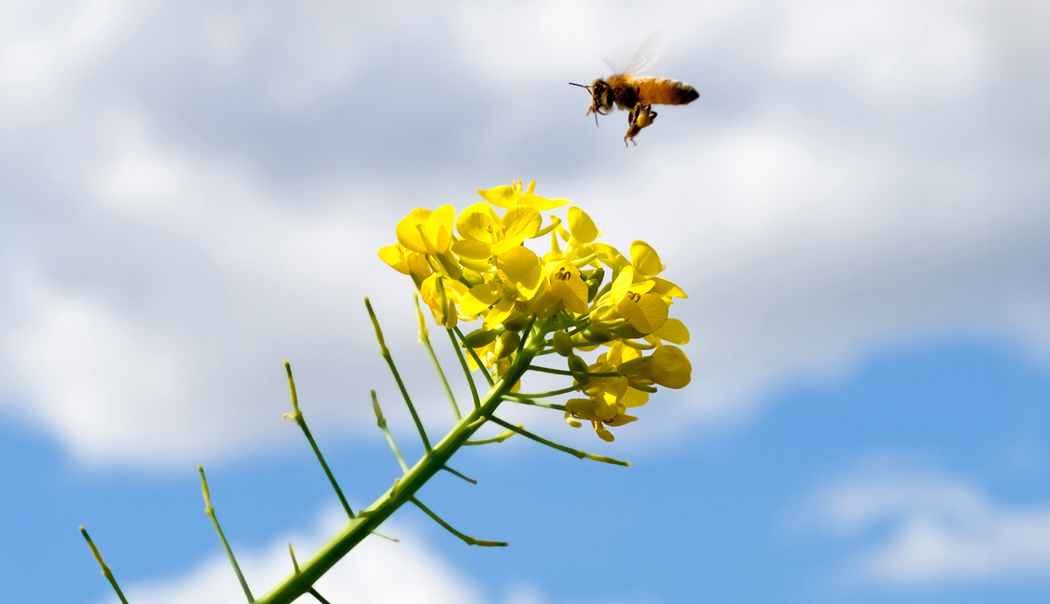 Photograph of a flying bee heading toward a mustard plant with yellow blossoms. In the background are grey clouds and blue sky.