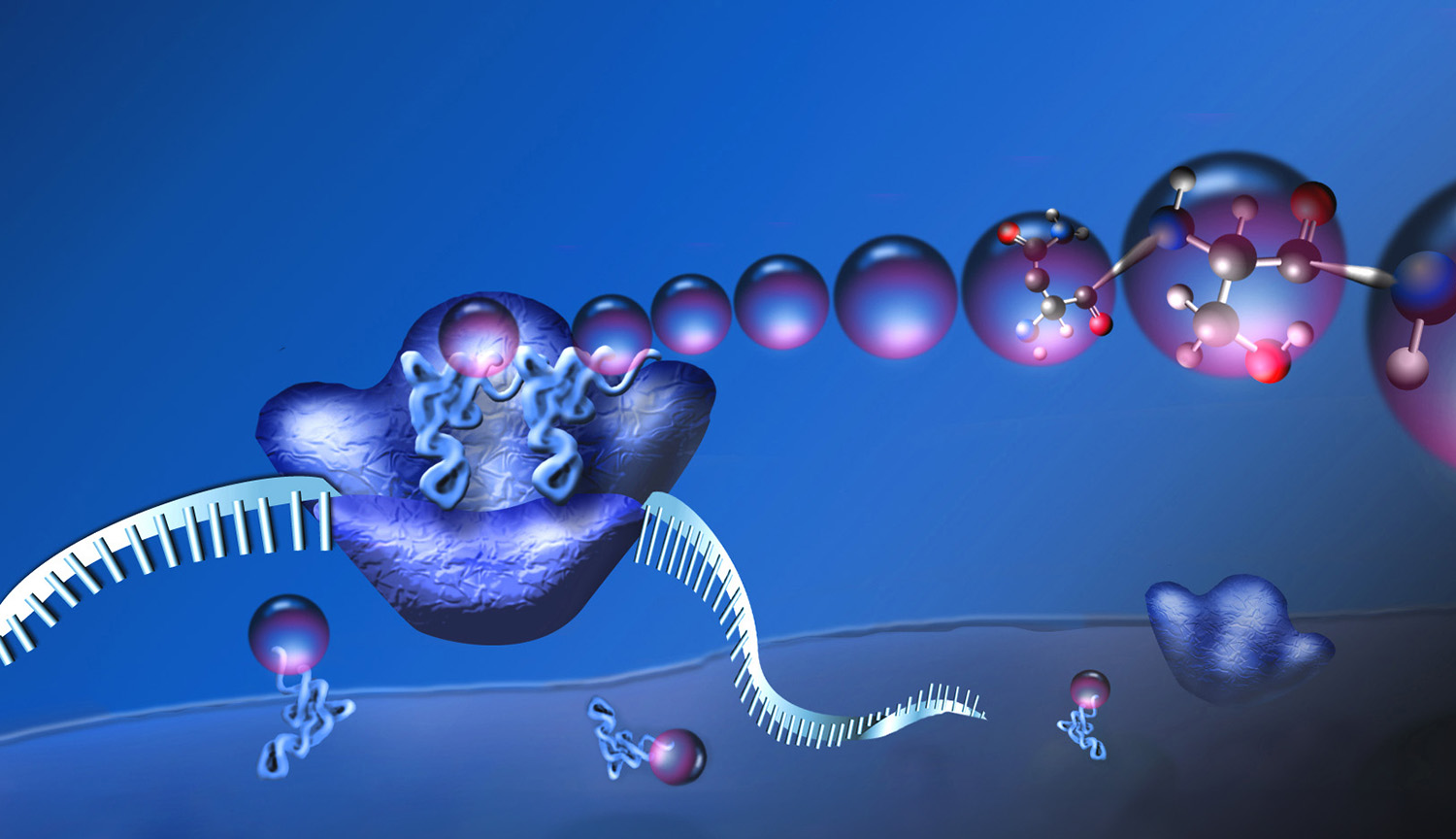 Conceptual illustration of a ribosome with mRNA running through as it strings together amino acids to create a new protein.