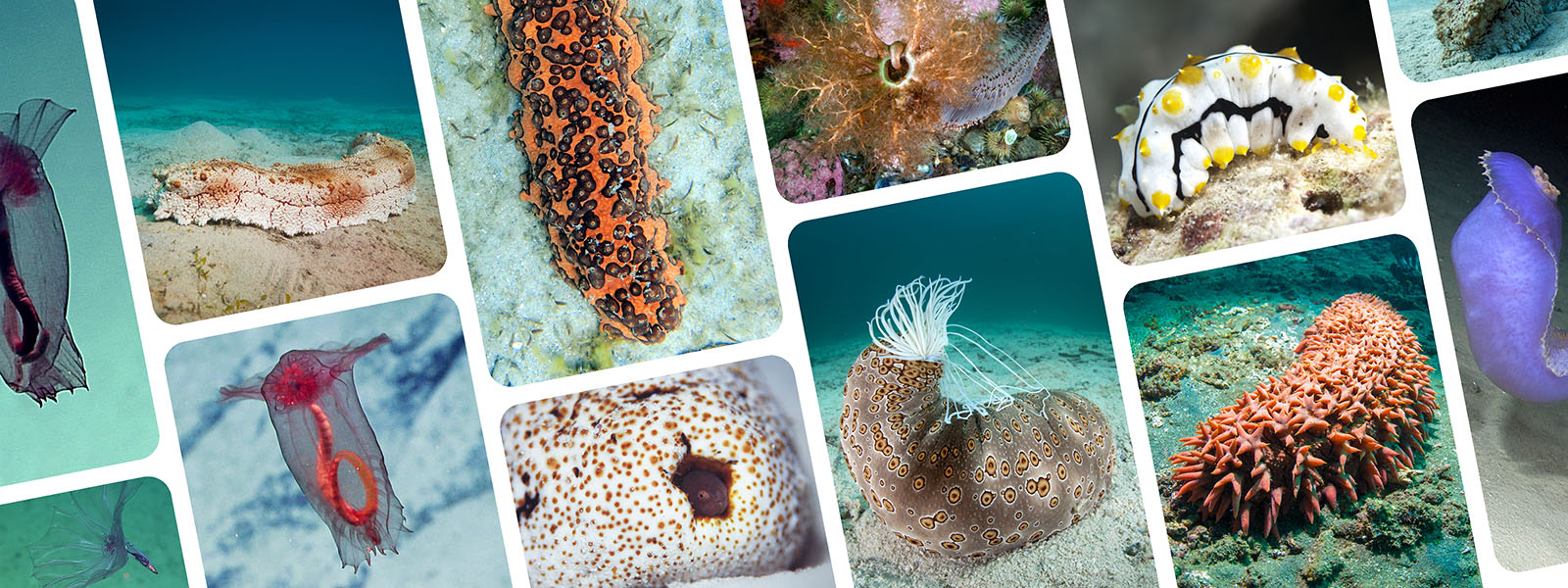 A collection of photos of sea cucumbers of different colors and textures.