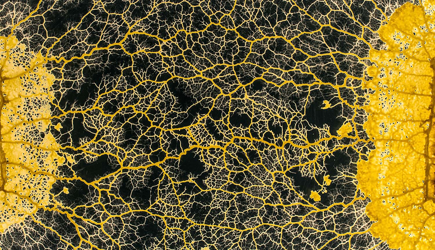 The curious life of a clever slime mold