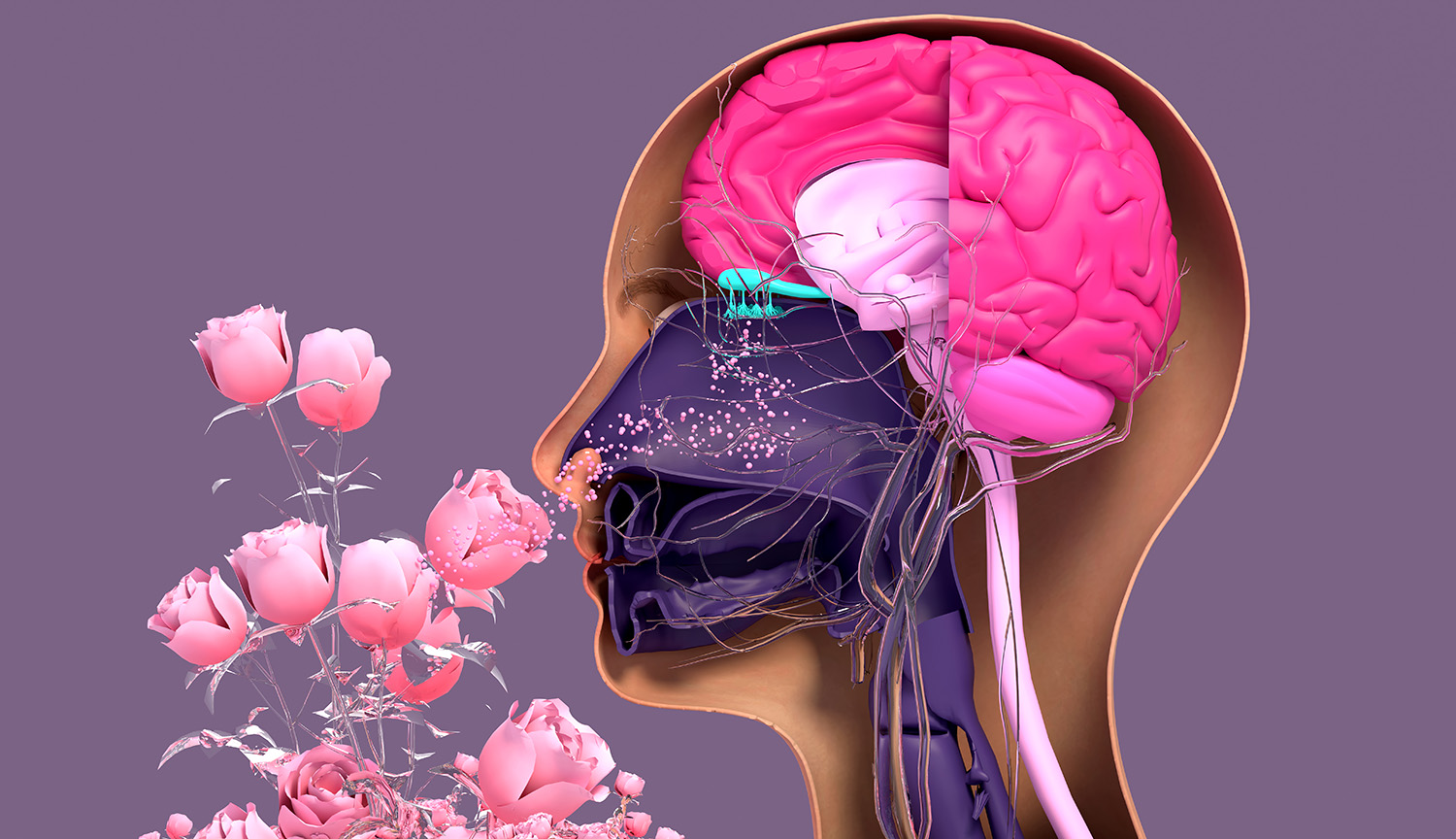 Illo of a cross section of a human head showing the brain. The head is smelling pink flowers.