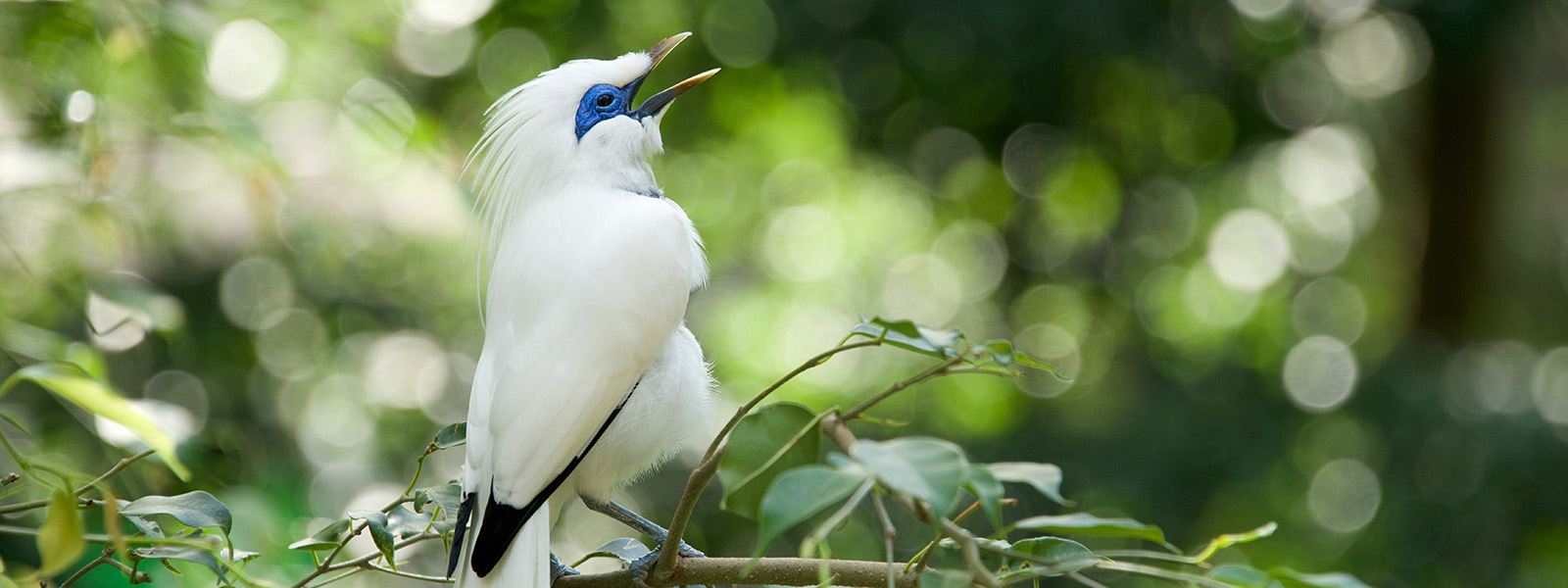 A white bird with blue eye patch sings on a branch