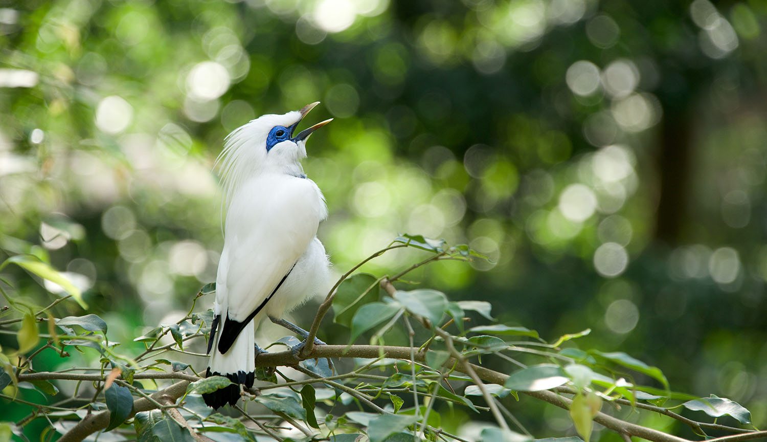 A white bird with blue eye patch sings on a branch