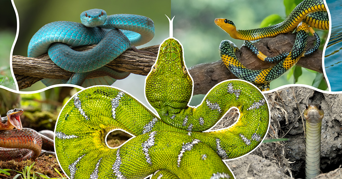 Evolution of snakes: Scientists unravel the mysssteries