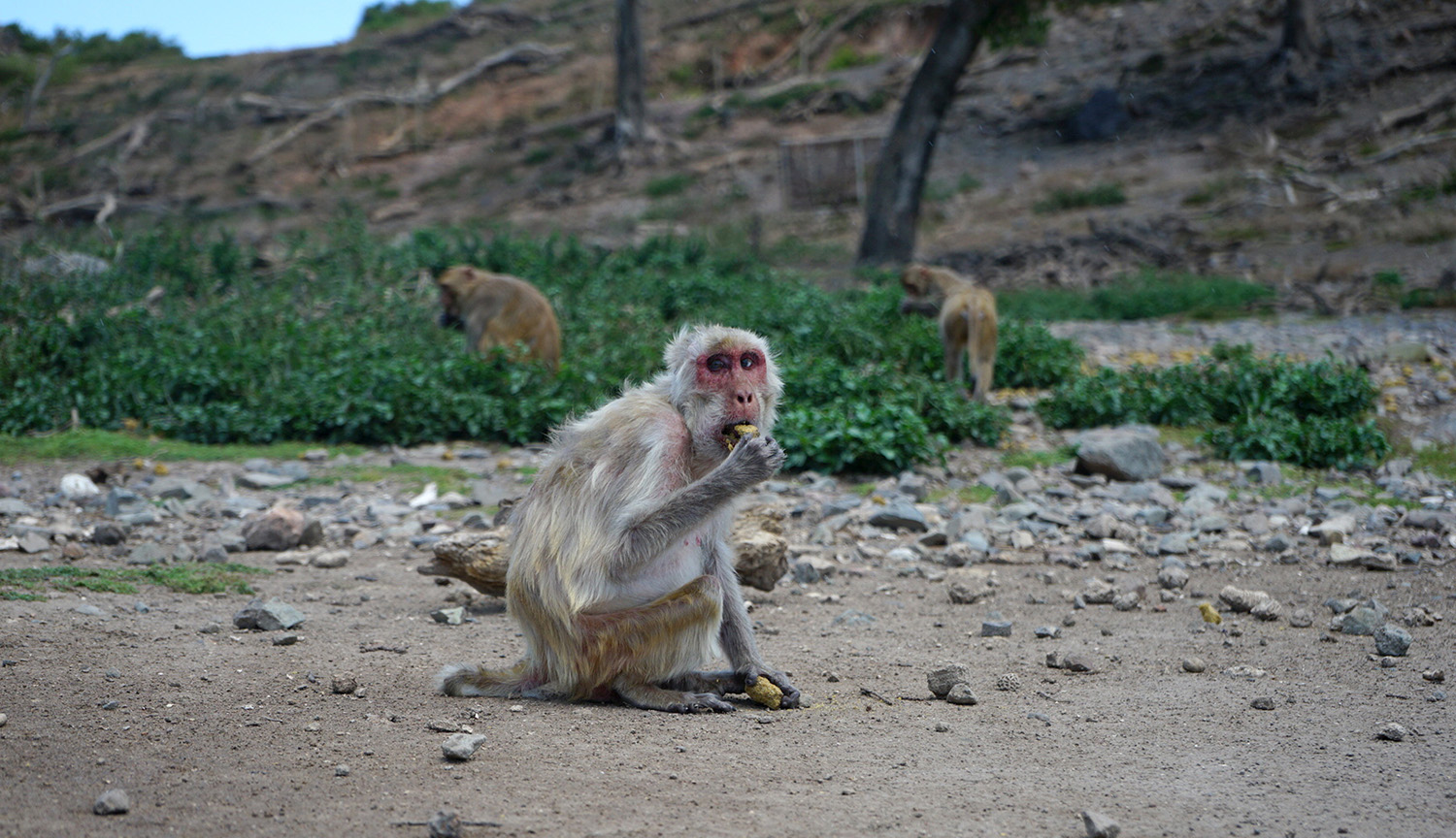 Photo of an old rhesus macaque putting something on her mouth. She sits on what looks like a beach or bare ground. Vegetation is behind her.
