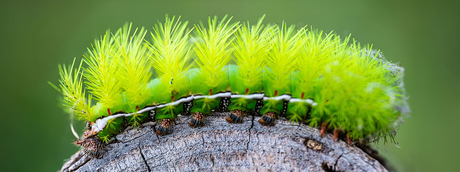 A bristly, vivid green caterpillar sits on a piece of wood.