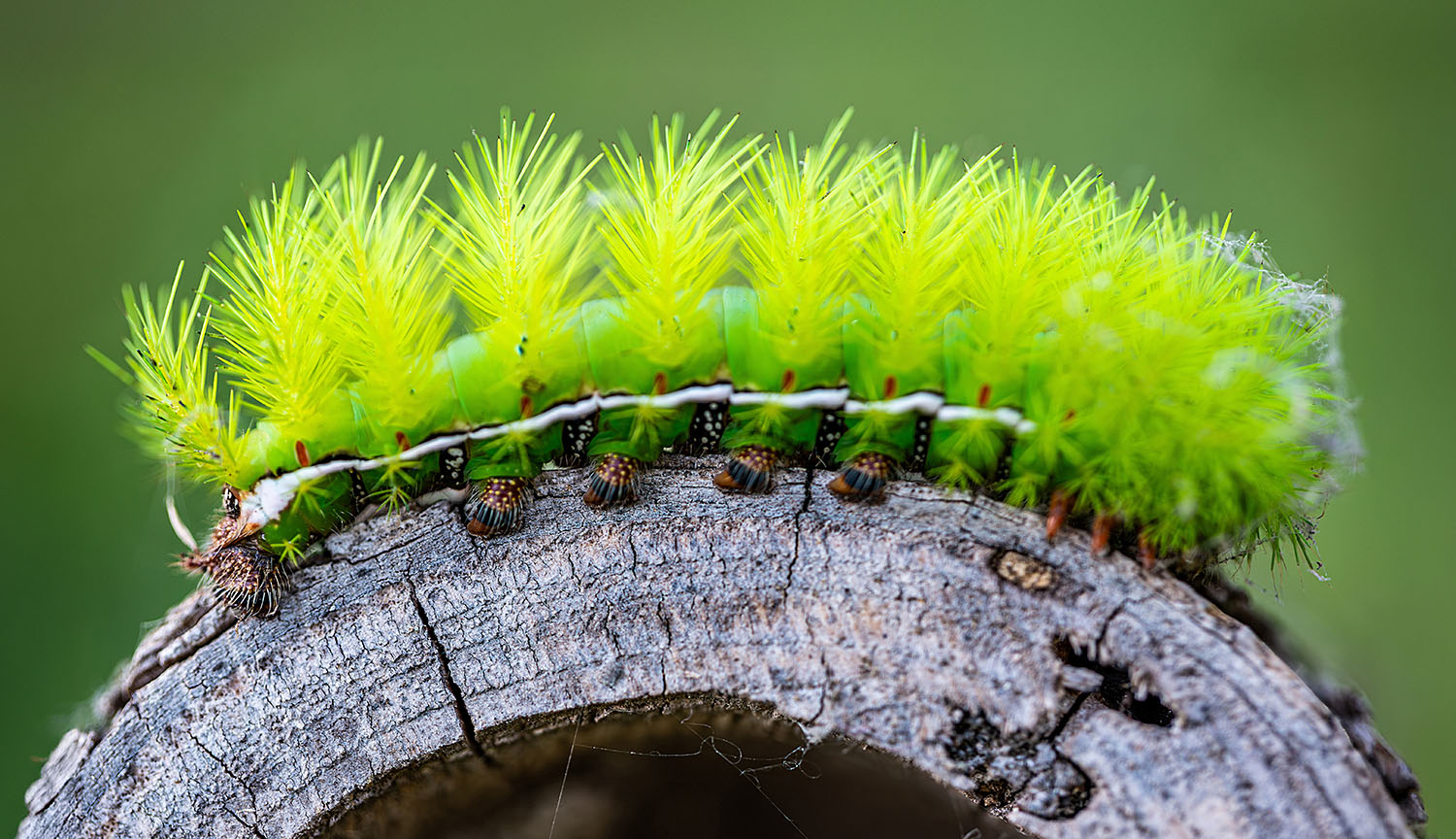 A bristly, vivid green caterpillar sits on a piece of wood.