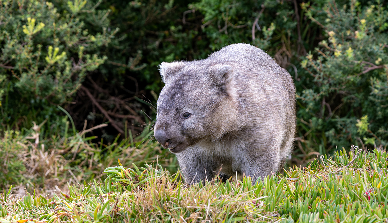 Gray wombat amid foliage and grass.