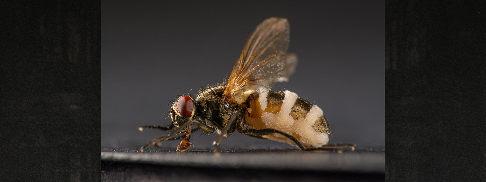 Photograph of a dead house fly infected with Entomophthora muscae with elevated wings and a black and white striped appearance to its abdomen. It has dark, ruby-red eyes and is placed on a flat surface and photographed on a dark background.