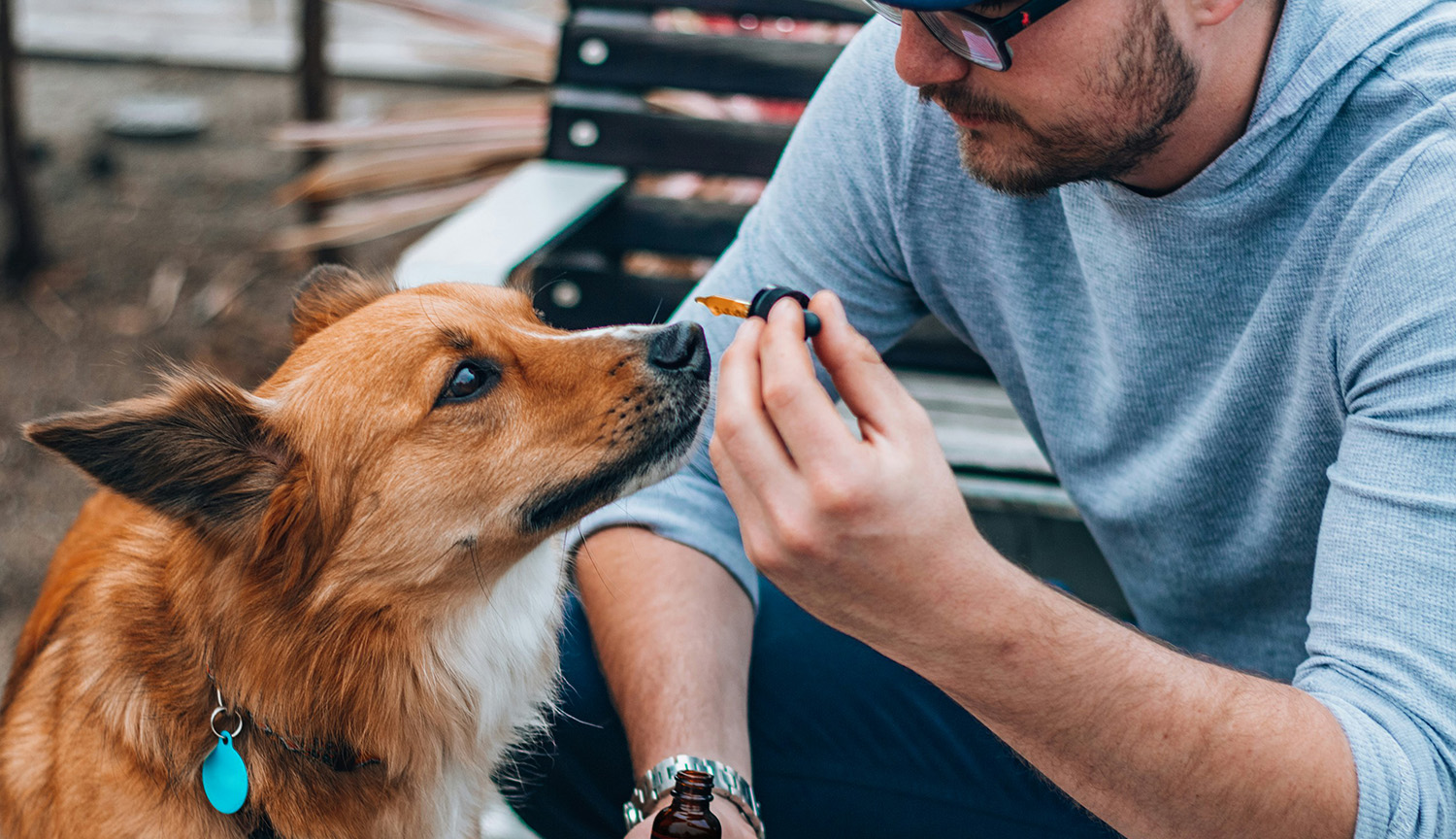 <p>Fit for a dog? The latest science on CBD for pets</p>